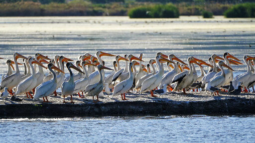 Rick Bowmer, Associated Press  Pelicans gather on an island on Farmington Bay near the Great Salt Lake on Tuesday, June 29, 2021, in Farmington. The Great Salt Lake in Utah has been shrinking for years, and a drought gripping the American West could make this year the worst yet. The receding water is already affecting nesting pelicans that are among millions of birds dependent on the largest natural lake west of the Mississippi River.